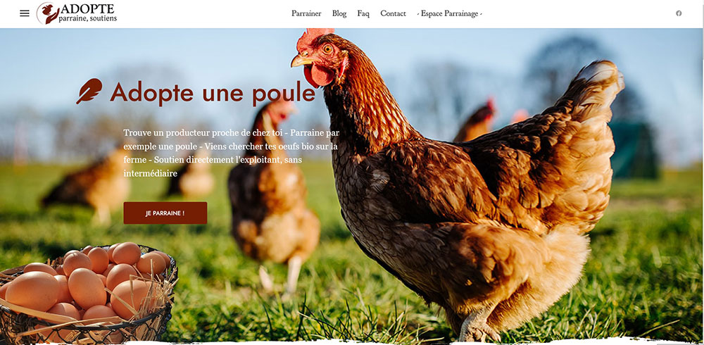 Adopte une poule lancement